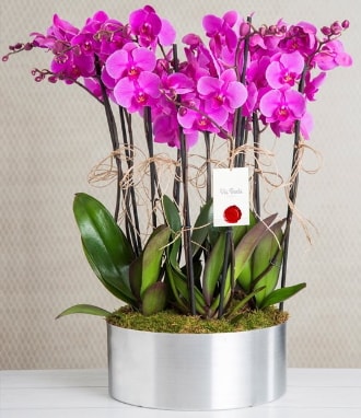 11 dall mor orkide metal vazoda  negl internetten iek siparii 
