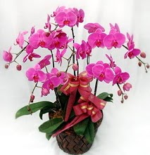 Sepet ierisinde 5 dall lila orkide  negl 14 ubat sevgililer gn iek 