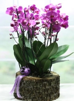 Ktk ierisinde 6 dall mor orkide  negl 14 ubat sevgililer gn iek 