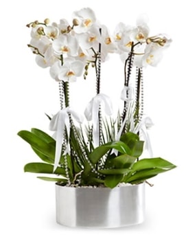 Be dall metal saksda beyaz orkide  negl iek siparii vermek 