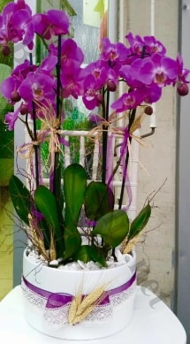 Seramik vazoda 4 dall mor lila orkide  negl yurtii ve yurtd iek siparii 