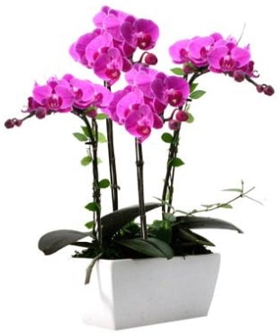 Seramik vazo ierisinde 4 dall mor orkide  negl cicekciler , cicek siparisi 