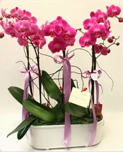 Beyaz seramik ierisinde 4 dall orkide  negl 14 ubat sevgililer gn iek 