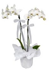 2 dall beyaz orkide  negl hediye iek yolla 