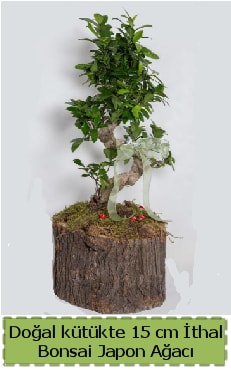 Doal ktkte thal bonsai japon aac  negl online iek gnderme sipari 