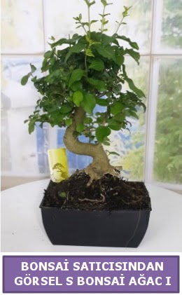 S dal erilii bonsai japon aac  negl cicekciler , cicek siparisi 