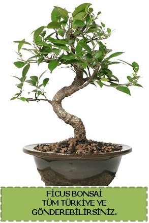 Ficus bonsai  negl internetten iek siparii 