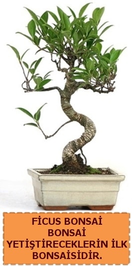 Ficus bonsai 15 ile 25 cm arasndadr  negl iek siparii vermek 