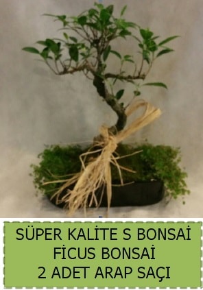 Ficus S Bonsai ve arap sa  negl cicek , cicekci 