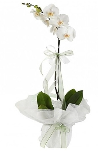Tekli Beyaz Orkide  negl anneler gn iek yolla 