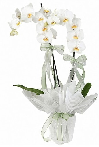 ift Dall Beyaz Orkide  negl iek yolla 