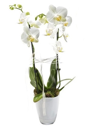 2 dall beyaz seramik beyaz orkide sakss  negl internetten iek siparii 