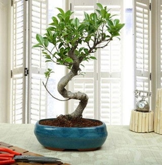Amazing Bonsai Ficus S thal  negl kaliteli taze ve ucuz iekler 