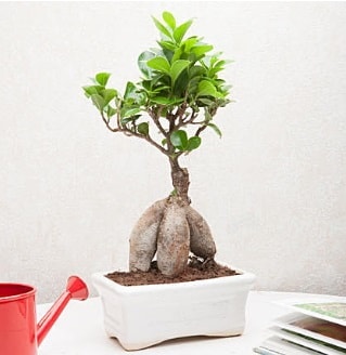 Exotic Ficus Bonsai ginseng  negl iek sat 