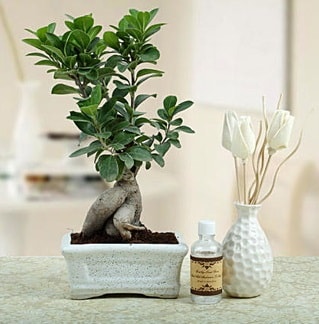 Ginseng ficus bonsai  negl iek maazas , ieki adresleri 