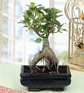 Appealing Ficus Ginseng Bonsai  negl iek yolla 