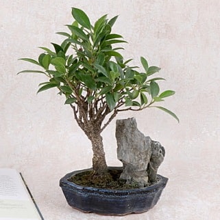 Japon aac Evergreen Ficus Bonsai  negl internetten iek siparii 