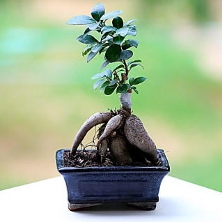 Marvellous Ficus Microcarpa ginseng bonsai  negl gvenli kaliteli hzl iek 