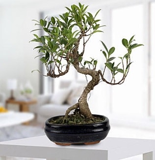 Gorgeous Ficus S shaped japon bonsai  negl ieki maazas 