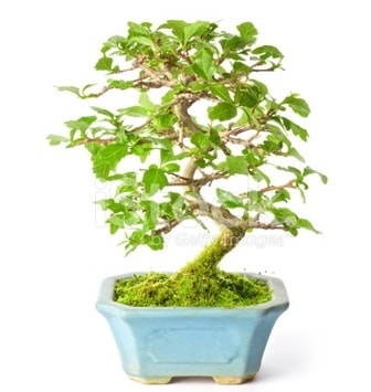 S zerkova bonsai ksa sreliine  negl iekiler 
