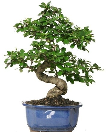 21 ile 25 cm aras zel S bonsai japon aac  negl cicek , cicekci 