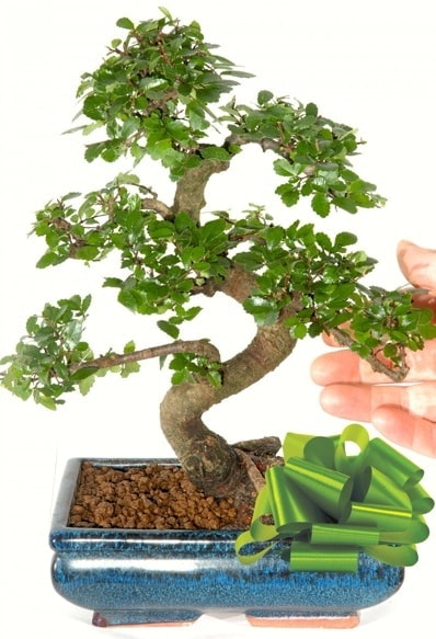 Yaklak 25 cm boyutlarnda S bonsai  negl iek online iek siparii 