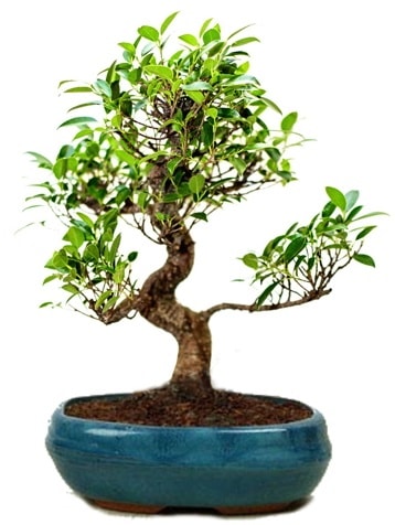 25 cm ile 30 cm aralnda Ficus S bonsai  negl internetten iek siparii 