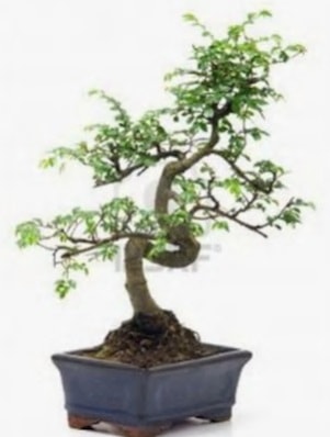 S gvde bonsai minyatr aa japon aac  negl cicekciler , cicek siparisi 