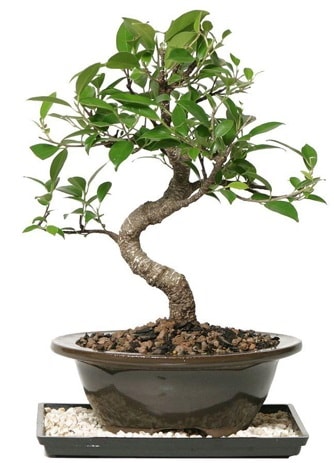 Altn kalite Ficus S bonsai  negl cicek , cicekci  Sper Kalite