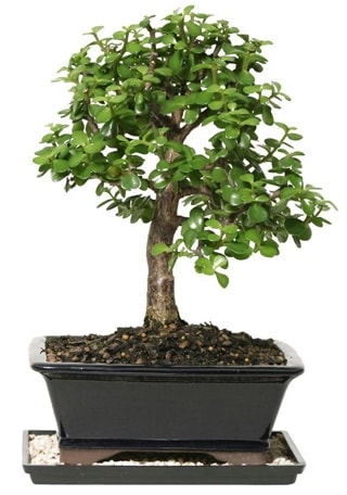 15 cm civar Zerkova bonsai bitkisi  negl iek online iek siparii 
