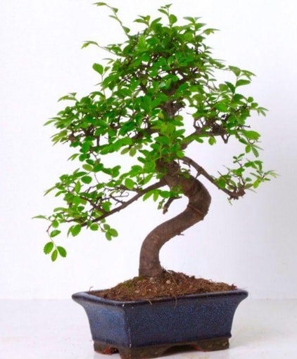 S gvdeli bonsai minyatr aa japon aac  negl internetten iek siparii 
