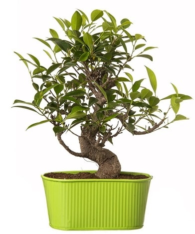 Ficus S gvdeli muhteem bonsai  negl iek online iek siparii 