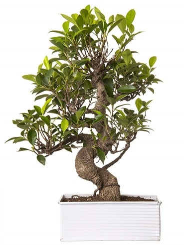 Exotic Green S Gvde 6 Year Ficus Bonsai  negl internetten iek siparii 