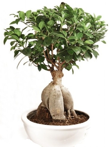 Ginseng bonsai japon aac ficus ginseng  negl iekiler 